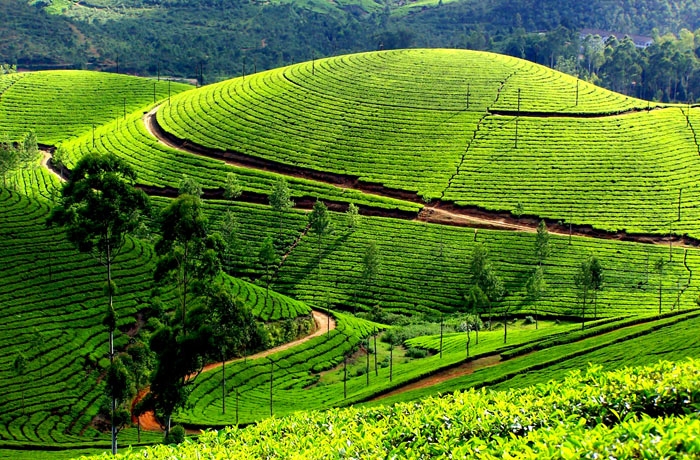 tea plantation Nuwara Eliya