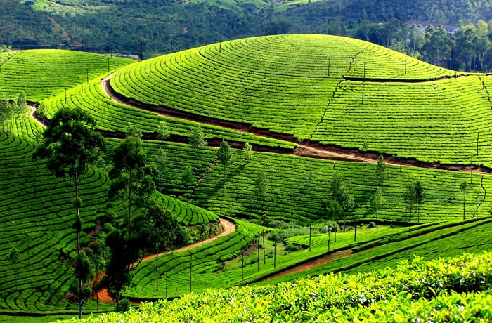 tea plantation Nuwara Eliya